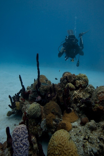 underwater-photog-romona_robbins (334x500)