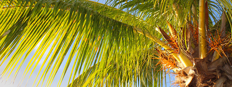 St Croix Palm Tree Eco Lodges