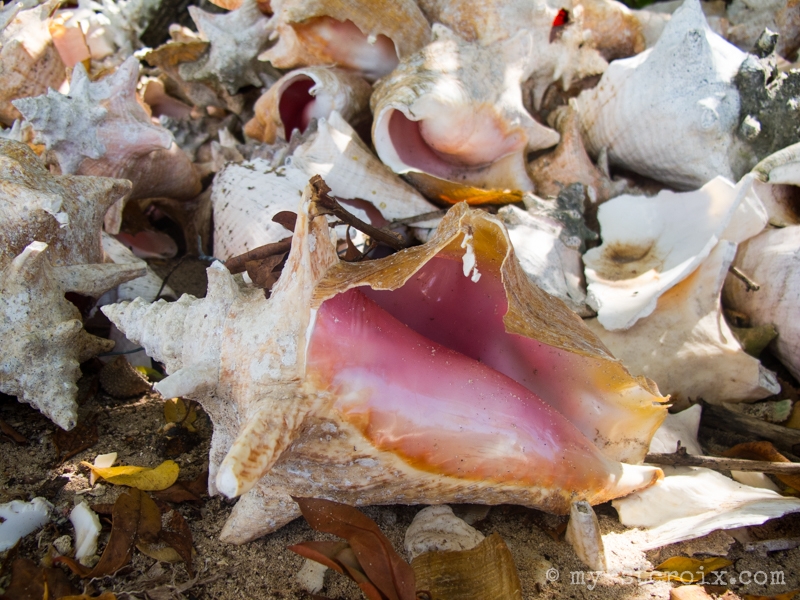 Queen Conch on Shell Island