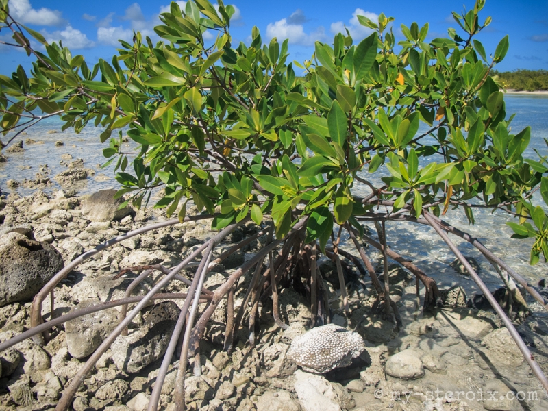 Black Mangrove on Shell Island