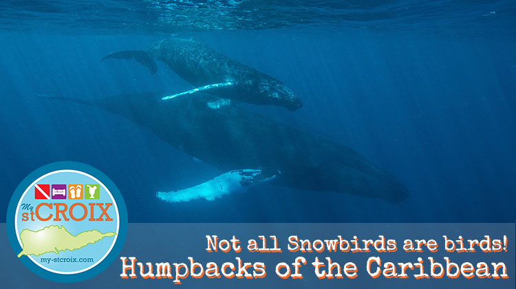 Humpback Whales of the Caribbean