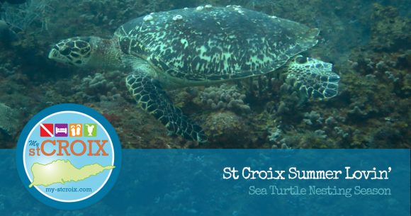 sea turtle nesting season on st croix virgin islands