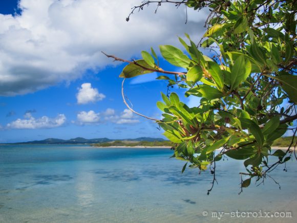 Shell Island St Croix