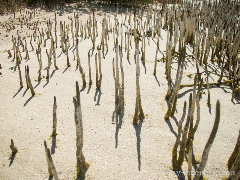 Black Mangrove Roots St Croix