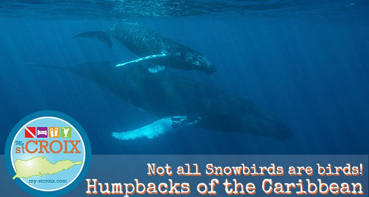 Humpback Whales of the Caribbean