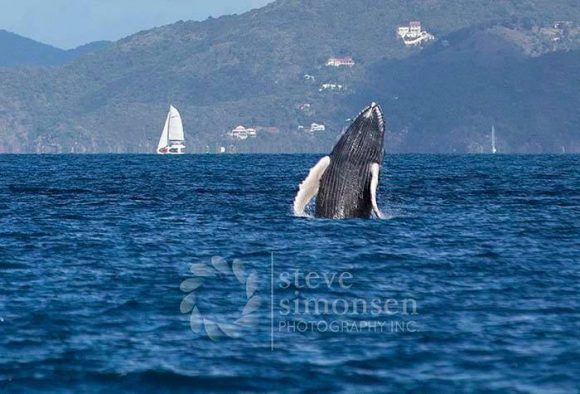 Humpback Whale Migration In The Us Virgin Islands St Croix Usvi Travel Guide - The Wall St Croix Whales