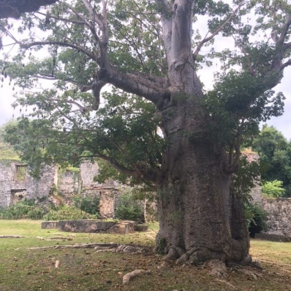 baobab tree st croix butler bay