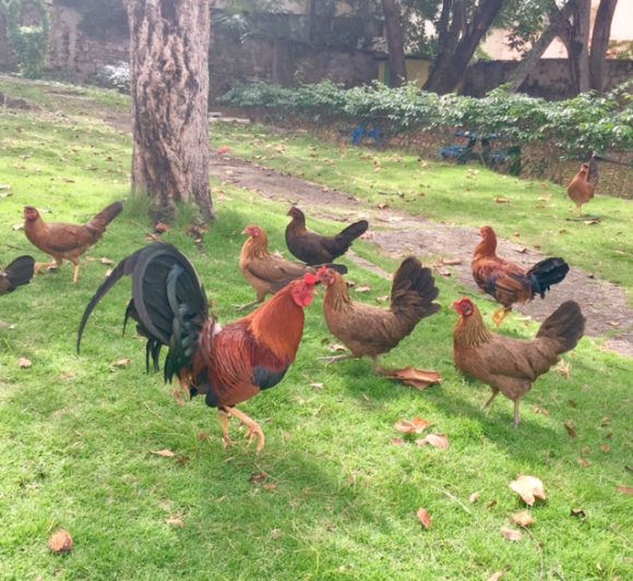 chickens in limprecht park