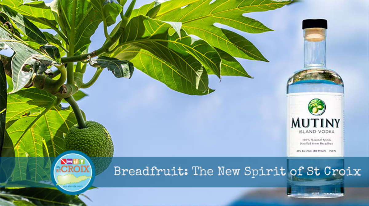 Breadfruit the New Spirit of St Croix