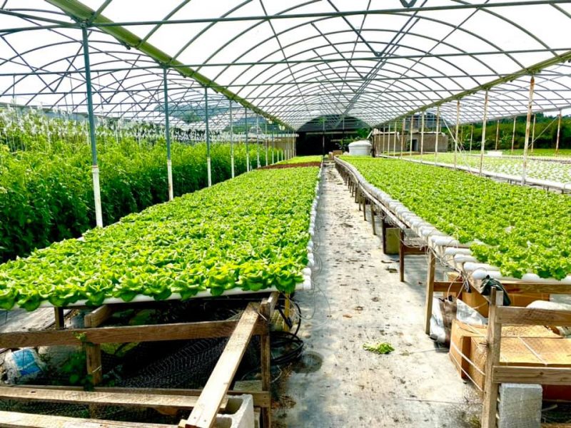 Tropics Hydroponics Farm Tropics Hydroponics Farm