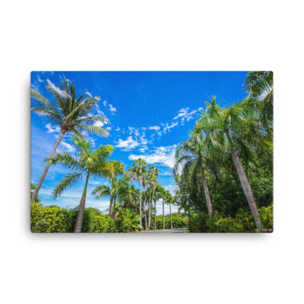 Royal Palms line the way on St Croix 24x36 Canvas