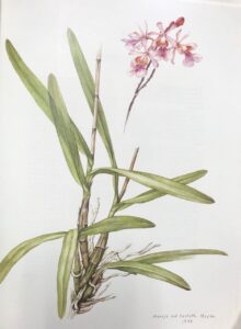 Sandy Point Orchid watercolor Maroja Castilla Mayda