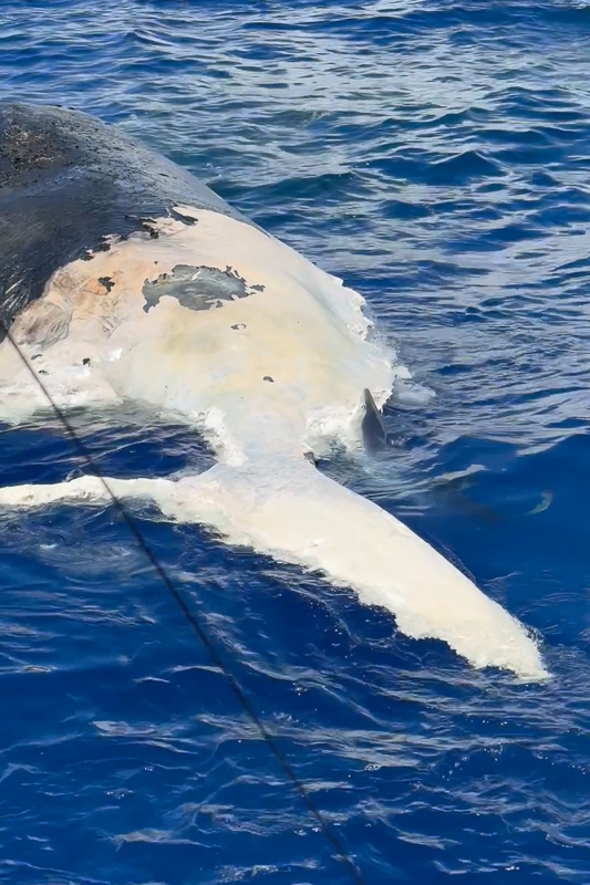 Blue Shark Feeding on Humpback Whale