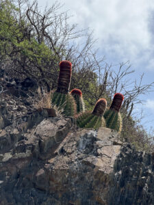 turks head cactus at buck Island
