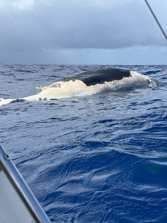 Dead Juvenile Humpback Whale