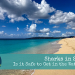 Sharks in St Croix Is it Safe to Get in the Water Again