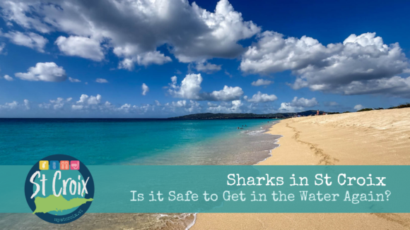 Sharks in St Croix Is it Safe to Get in the Water Again