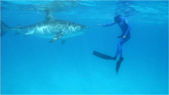 kinga philipps redirecting a tiger shark in her Discovery Channel Shark Week Episode: Tiger Queen